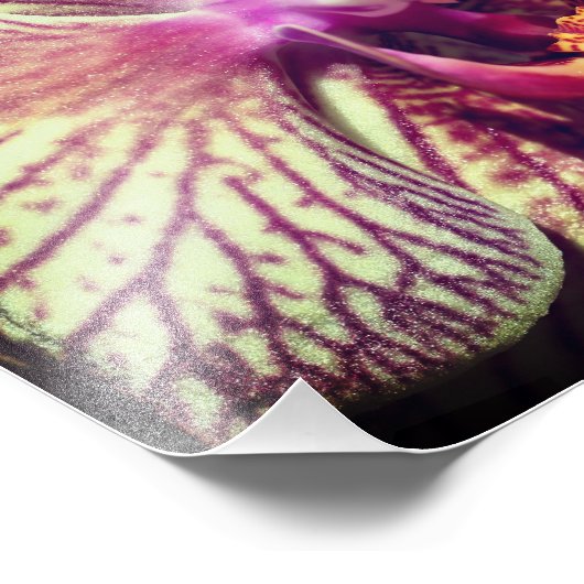 Gestreepte Paarse orchideeënbloem Close Up 8x10 Foto Afdruk (Hoek)