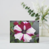Gestreepte Paarse Petunia Briefkaart (Staand voorkant)
