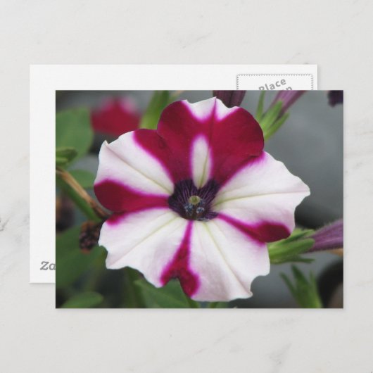 Gestreepte Paarse Petunia Briefkaart (Voorkant / Achterkant)