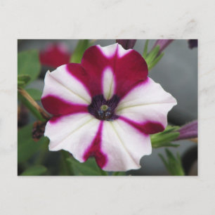 Gestreepte Paarse Petunia Briefkaart