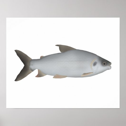 Gestreepte Prochilod Poster (Voorkant)