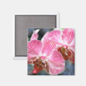Gestreepte roze falaenopsis orchideeën magneet (Voorkant / Achterkant)