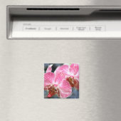 Gestreepte roze falaenopsis orchideeën magneet (Insitu (Vaatwasser))