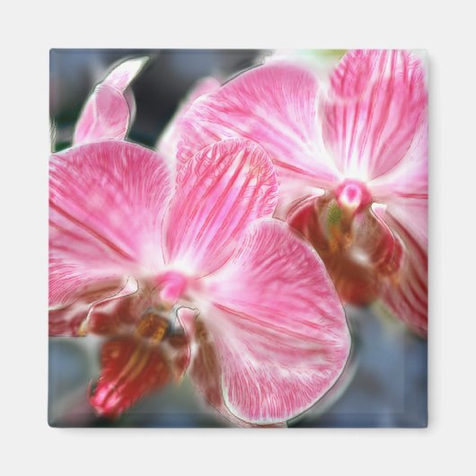 Gestreepte roze falaenopsis orchideeën magneet (Voorkant)
