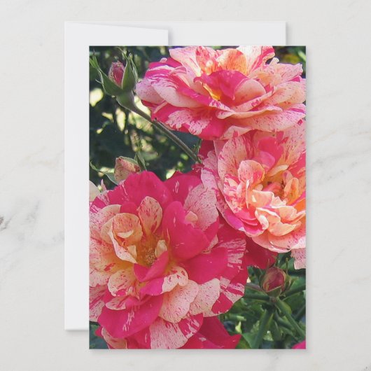 Gestreepte Rozen Open Huis Tuin Feestuitnodigingen Kaart (Achterkant)