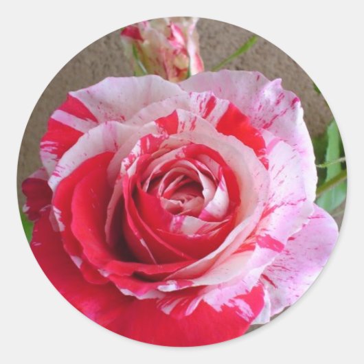 Gestreepte Rozen Sticker (Voorkant)