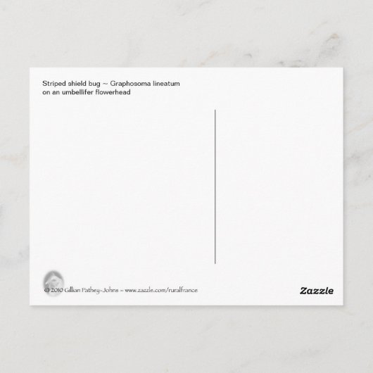 Gestreepte Shieldbug briefkaart (Achterkant)