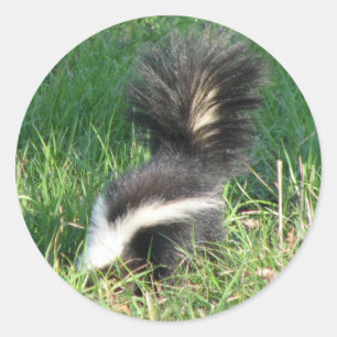 Gestreepte Skunk Sticker