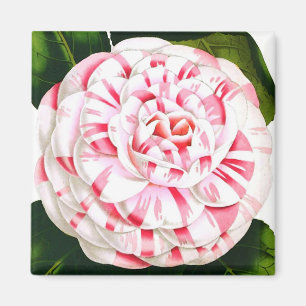 Gestreepte snoeprietcamellia magneet