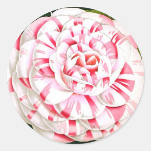 Gestreepte snoeprietcamellia ronde sticker