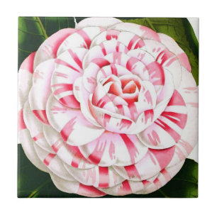 Gestreepte snoeprietcamellia tegeltje