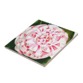 Gestreepte snoeprietcamellia tegeltje (Zijkant)