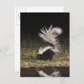 Gestreepte stinkdier-, mefitis-mephitis briefkaart (Voorkant / Achterkant)