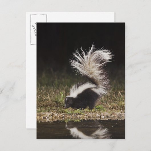 Gestreepte stinkdier-, mefitis-mephitis briefkaart (Voorkant / Achterkant)