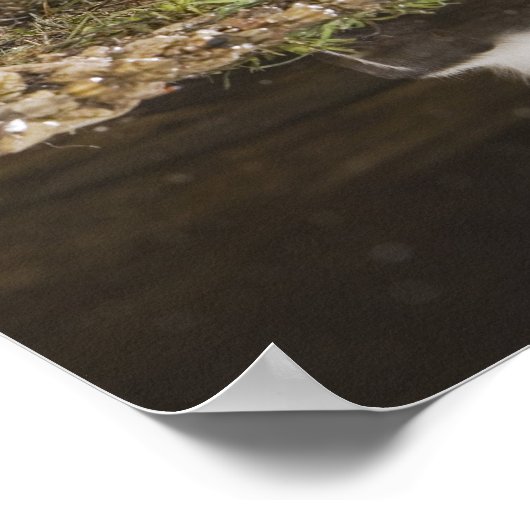 Gestreepte stinkdier-, mefitis-mephitis poster (Hoek)