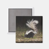 Gestreepte Stinkdier, Mephitis mephitis Magneet (Voorkant / Achterkant)