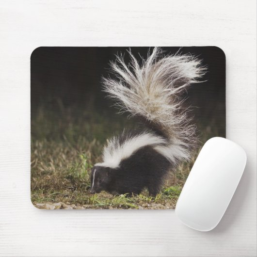 Gestreepte Stinkdier, Mephitis mephitis Muismat (Met muis)