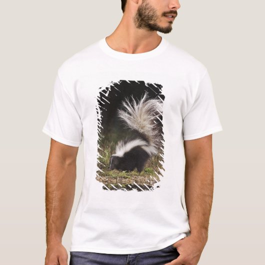 Gestreepte stinkdier, Mephitis mephitis T-shirt (Voorkant)