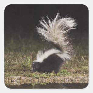 Gestreepte Stinkdier, Mephitis mephitis Vierkante Sticker