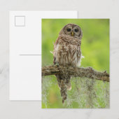 Gestreepte Uil Op Boomtak Briefkaart (Voorkant / Achterkant)