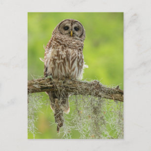 Gestreepte Uil Op Boomtak Briefkaart