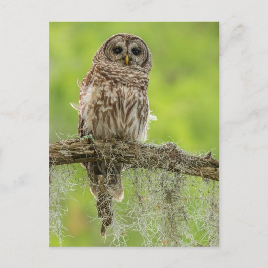 Gestreepte Uil Op Boomtak Briefkaart (Voorkant)