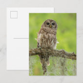 Gestreepte Uil Op Boomtak Briefkaart (Voorkant / Achterkant)
