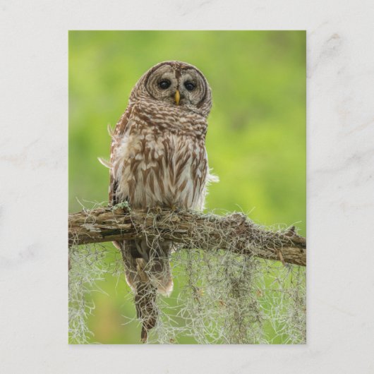 Gestreepte Uil Op Boomtak Briefkaart (Voorkant)