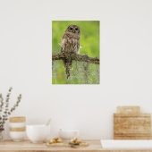 Gestreepte Uil Op Boomtak Poster (Keuken)