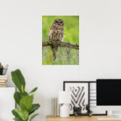 Gestreepte Uil Op Boomtak Poster (Thuiskantoor)