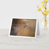 Gestreepte Wielwebspin Kaart (Gele Bloem)