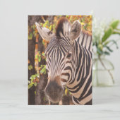 Gestreepte zebra van dichtbij in een mopani-bosfot bedankkaart (Staand voorkant)
