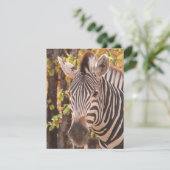 Gestreepte zebra van dichtbij in een mopani-bosfot feestdagenkaart (Staand voorkant)