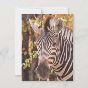Gestreepte zebra van dichtbij in een mopani-bosfot feestdagenkaart