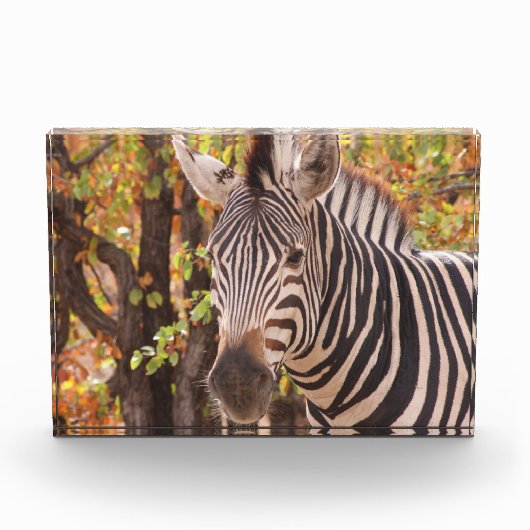 Gestreepte zebra van dichtbij in een mopani-bosfot fotoblokken (Voorkant)