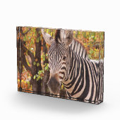 Gestreepte zebra van dichtbij in een mopani-bosfot fotoblokken (Rechts)