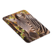 Gestreepte zebra van dichtbij in een mopani-bosfot magneet (Rechterzijde)