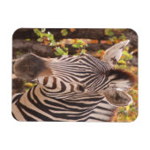 Gestreepte zebra van dichtbij in een mopani-bosfot magneet (Horizontaal)