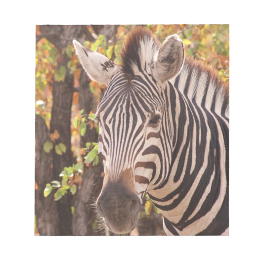 Gestreepte zebra van dichtbij in een mopani-bosfot notitieblok (Voorkant)
