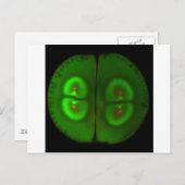 Gestrimeerd kikkerei briefkaart (Voorkant / Achterkant)