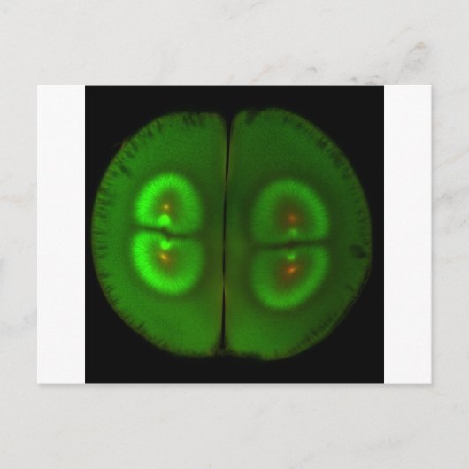 Gestrimeerd kikkerei briefkaart (Voorkant)