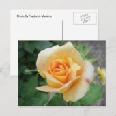 Gestrooid Gele Rose Briefkaart (Voorkant / Achterkant)