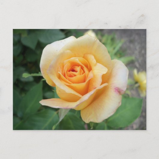 Gestrooid Gele Rose Briefkaart (Voorkant)