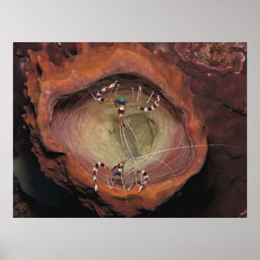 Gestuurde schoonmaakriemen poster (Voorkant)