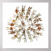 Gesynchroniseerde libellen poster (Voorkant)