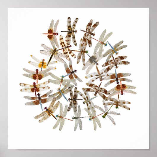 Gesynchroniseerde libellen poster (Voorkant)