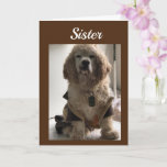 GET OUT & CELEBRATE YOUR DAY **SISTER** CARD KAART<br><div class="desc">THIS IS MY "16 1/2 YEAR OLD COCKER NAMED DAKOTA! HE LOVES POSING FOR MY CARDS!!!!! THANKS FOR STOPPING BY ONE OF MY EIGHT STORES!!!! REMEMBER---YOU CAN CHANGE THE 'AGE' AND THE 'VERSE' ON ALMOST ALL OF MY CARDS!!!!</div>