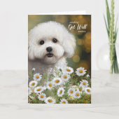 Get Well Bichon Frise Dog Daisies Kaart (Voorkant)