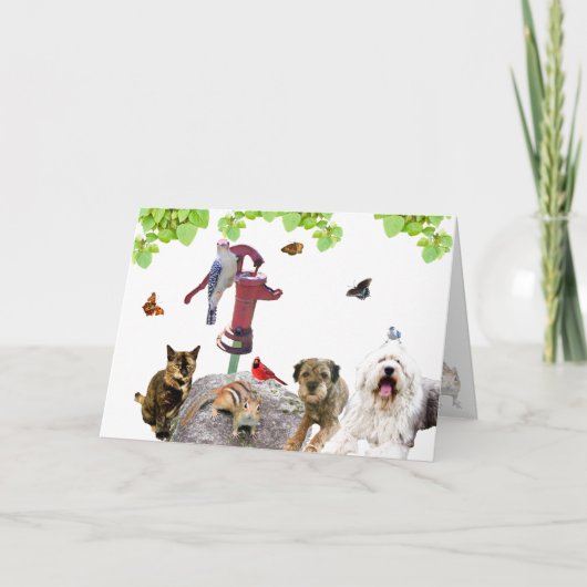 Get Well: de hele Kitten-caboodle: Feestdagen Kaart (Voorkant)