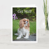 Get Well Flowers Cavalier King Charles Spanelles Kaart (Voorkant)